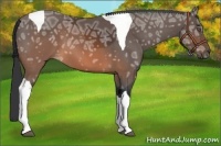 Horse Color:Brown Ice Tobiano