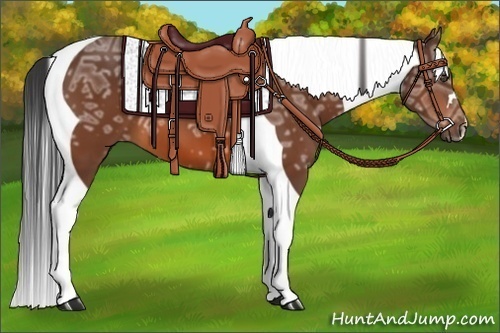 Horse Color:Bay Ice Tobiano