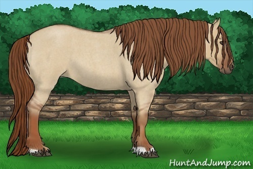 Horse Color:Red Dun Roan