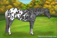 Horse Color:White Spotted Smoky Black Near Leopard Rabicano 