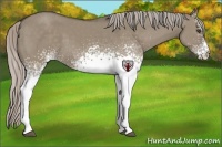 Horse Color:White Spotted Silver Grullo 