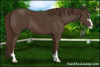 Horse Color:Liver Chestnut Sabino