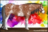 Horse Color:White Spotted Bay 