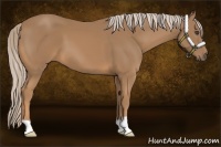 Horse Color:Palomino