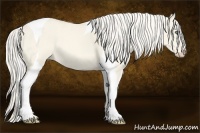 Horse Color:Cremello Dun Tobiano