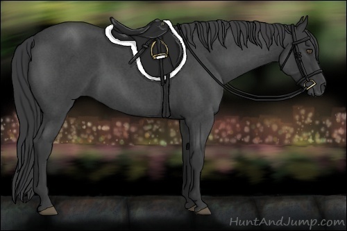Horse Color:Blue Roan 
