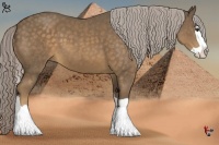 Horse Color:Chocolate Palomino Splash