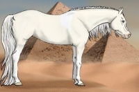 Horse Color:Cremello Dun Tobiano