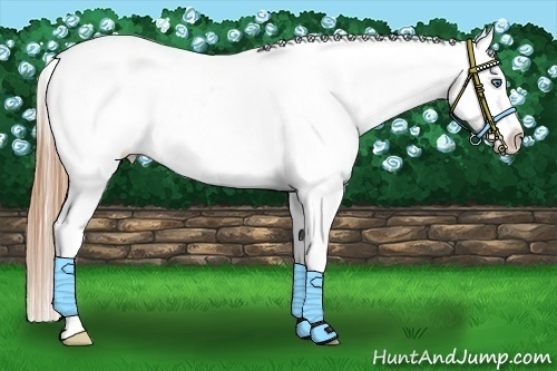 Horse Color:White Spotted Liver Chestnut Splash Frame Appaloosa 
