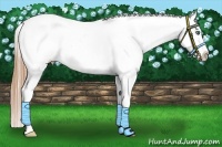 Horse Color:White Spotted Liver Chestnut Splash Frame Near Leopard 