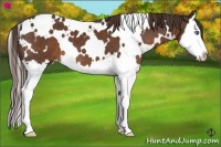 Horse Color:White Spotted Liver Chestnut Splash 