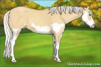 Horse Color:Silver Amber Champagne Dun Splash Frame 