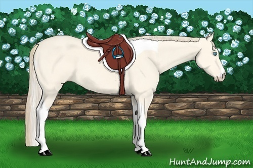 Horse Color:Perlino Dun Tobiano 