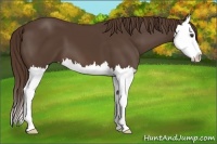 Horse Color:Liver Chestnut Splash 