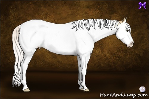 Horse Color:Silver Classic Champagne Dun Splash Tobiano 