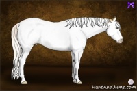 Horse Color:Silver Classic Champagne Dun Splash Tobiano 