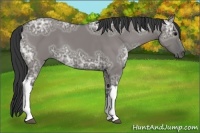 Horse Color:Grullo Ice 