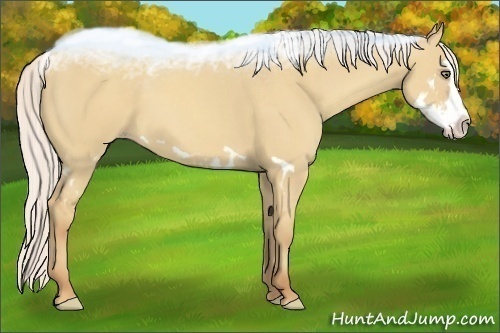 Horse Color:Silver Classic Champagne Dun Splash Frame 