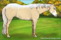 Horse Color:Silver Classic Champagne Dun Splash Frame