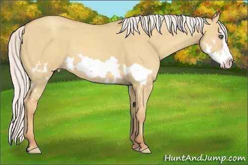 Horse Color:Silver Classic Champagne Dun Splash Frame 