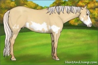 Horse Color:Silver Classic Champagne Dun Splash Frame