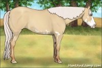 Horse Color:Silver Classic Champagne Roan Dun Splash Frame 