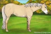 Horse Color:Silver Classic Champagne Dun Splash Frame 