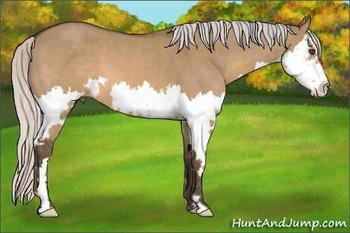 Horse Color:Silver Brown Dun Sabino Splash Frame 