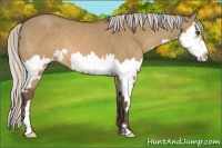 Horse Color:Silver Brown Dun Sabino Splash Frame