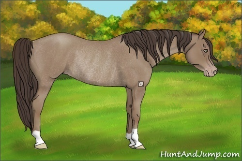 Horse Color:Classic Champagne Roan Rabicano