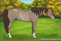 Horse Color:Classic Champagne Roan Rabicano 