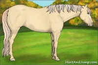 Horse Color:Gold Cream Champagne Dun