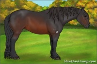 Horse Color:Brown 