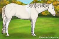 Horse Color:Smoky Creme Dun Tobiano 