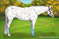 Horse Color:Bay Leopard 