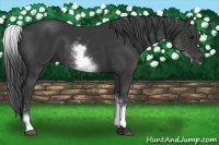Horse Color:White Spotted Black 