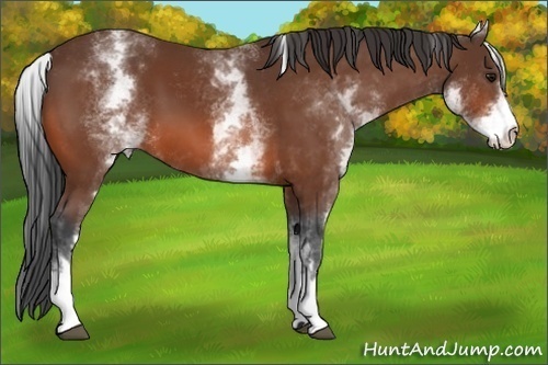 Horse Color:White Spotted Bay
