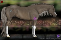 Horse Color:Chocolate Palomino 