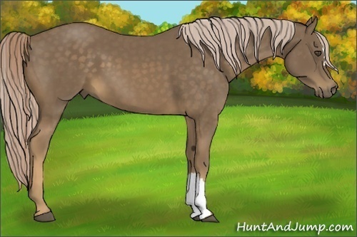 Horse Color:Chocolate Palomino Frame 