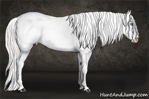 Horse Color:Cremello Sabino Near Leopard