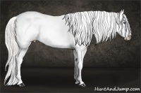 Horse Color:Cremello Sabino Near Leopard