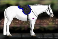 Horse Color:Gold Cream Champagne Splash Appaloosa 