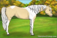 Horse Color:Silver Buckskin Dun Tobiano