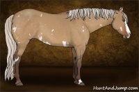 Horse Color:White Spotted Silver Bay Dun Sabino Splash 