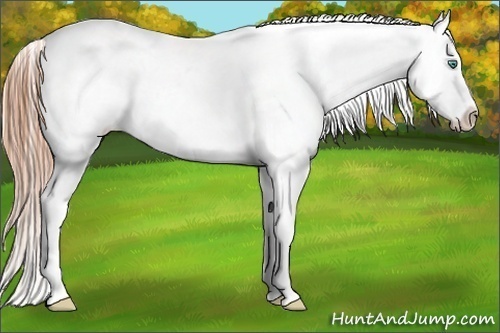 Horse Color:Smoky Black Pearl Varnish Rabicano