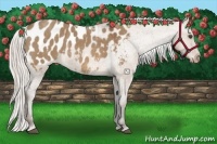 Horse Color:White Spotted Silver Brown Dun Appaloosa  Brindle