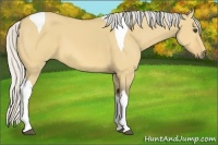 Horse Color:Silver Buckskin Dun Tobiano 