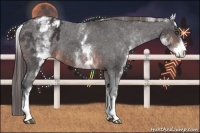 Horse Color:White Spotted Brown Appaloosa 