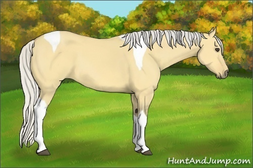 Horse Color:Silver Buckskin Dun Tobiano 