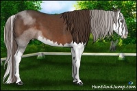 Horse Color:Liver Chestnut Splash